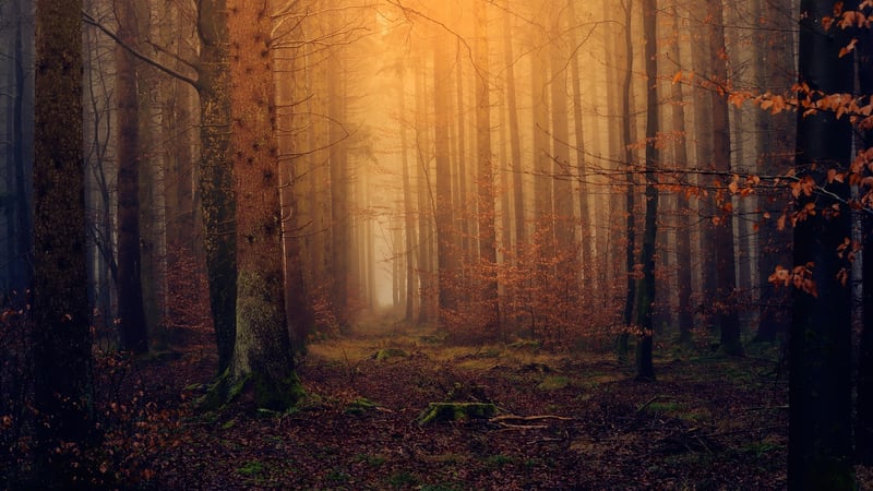 Dreamlike Backdrops