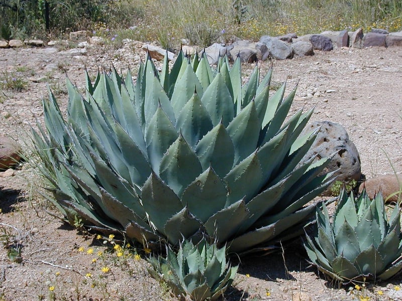 Scale-covered plant