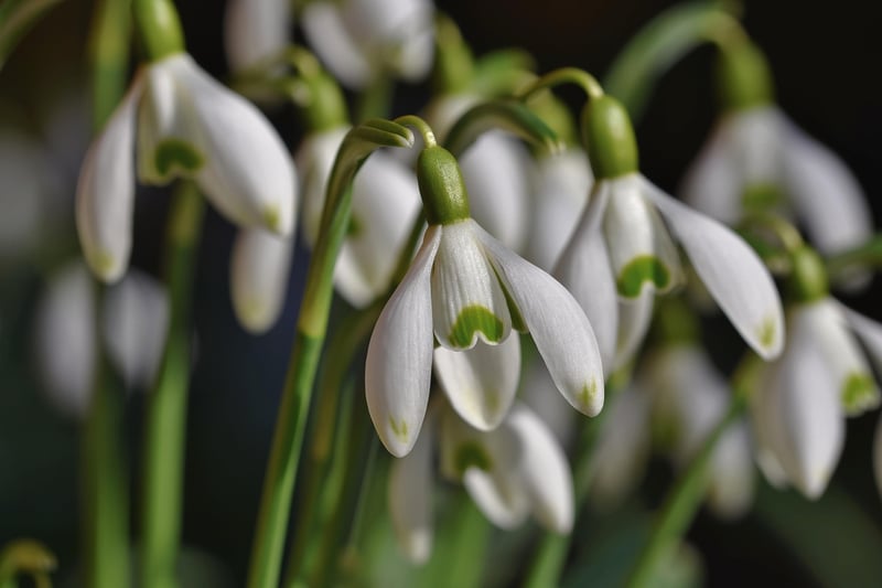Luxury Gardening Services